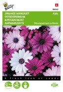 Osteospermum Akila Mix Seeds